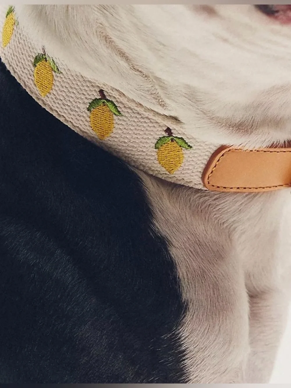NWT Anthropologie Lemon Embroidered Canvas + Leather Dog Collar .Size Large
